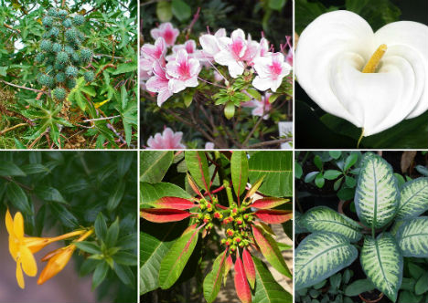 Saiba quais plantas devem ser evitadas em jardins crianças e animais