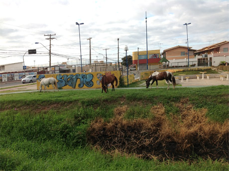 Cavalos na praa que custou R$ 1,2 milho