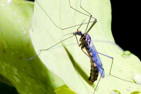 Irritaes na pele, coceira, inchao e dor so os principais vestgios que mosquitos, abelhas e formigas costumam deixar no orga