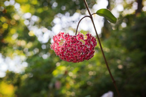 A flor-de-cera  uma tima opo para estimular a viso