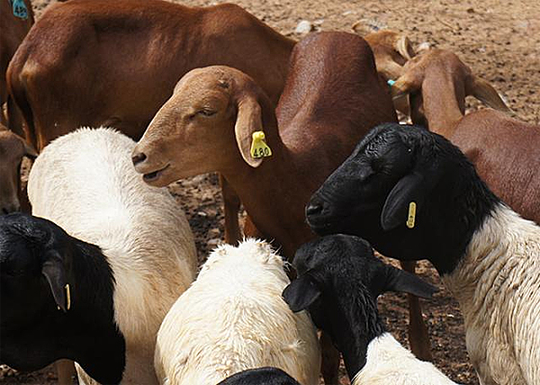 Animais no Ncleo na Embrapa para preservao das raas Morada Nova e Somalis