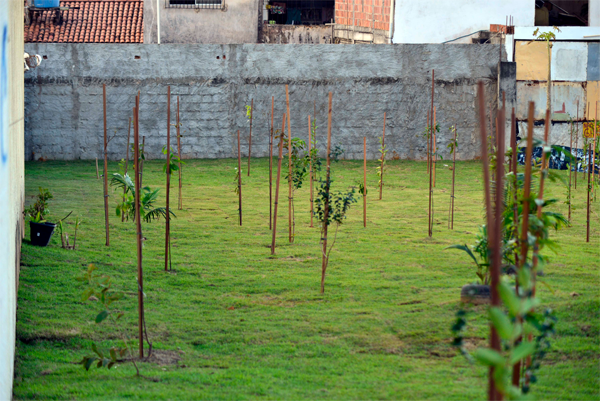 55 mudas de �rvores frut�feras foram plantadas no terreno