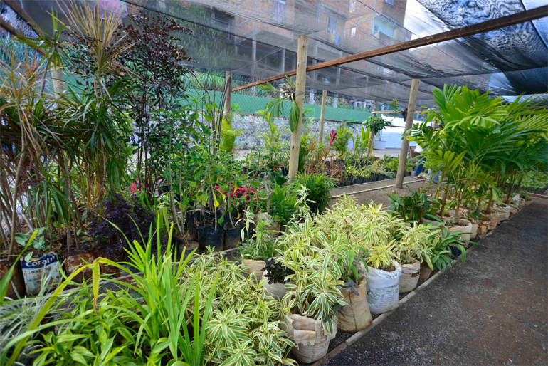 O espa�o, na Sete Portas, reproduz, prioritariamente, mudas de palmeiras