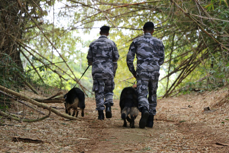 Alm de pastores alemo e malinois, a matilha do BPChq conta com animais das raas labrador, rotweiller e golden retriever