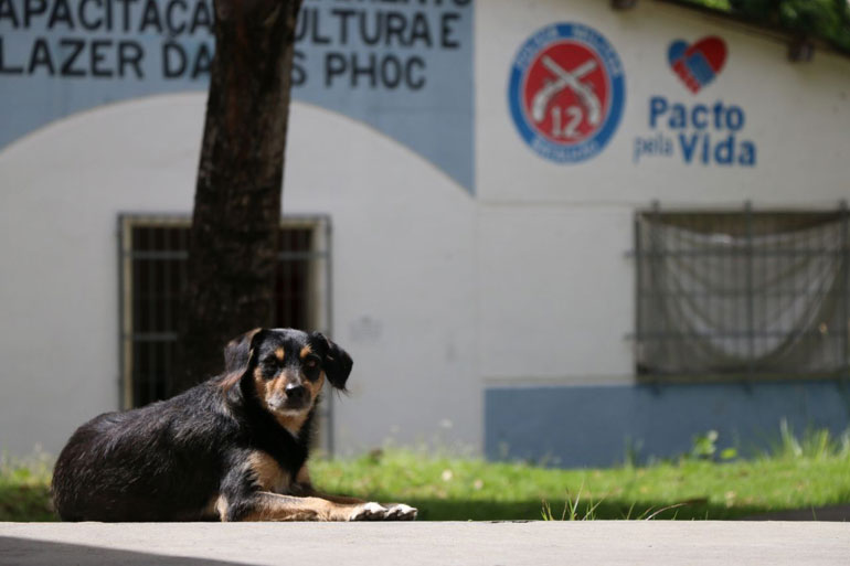 Xitara  cheia de vontades e s fica no planto noturno se tiver pizza na janta