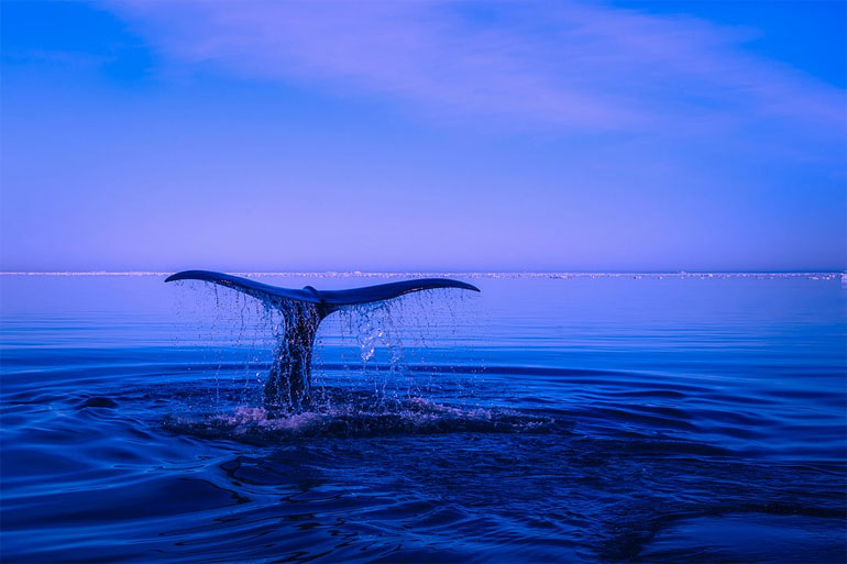 Os oceanos abrigam vasta parcela da biodiversidade