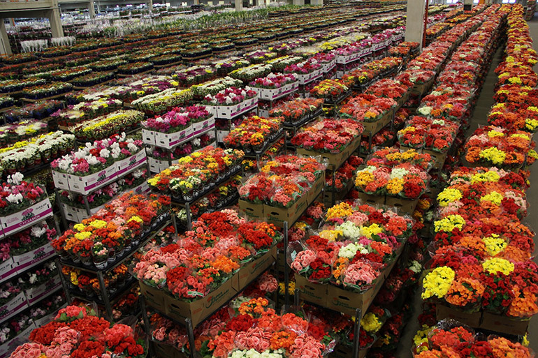 P�tio da Cooperativa Veiling, em Holambra (SP)