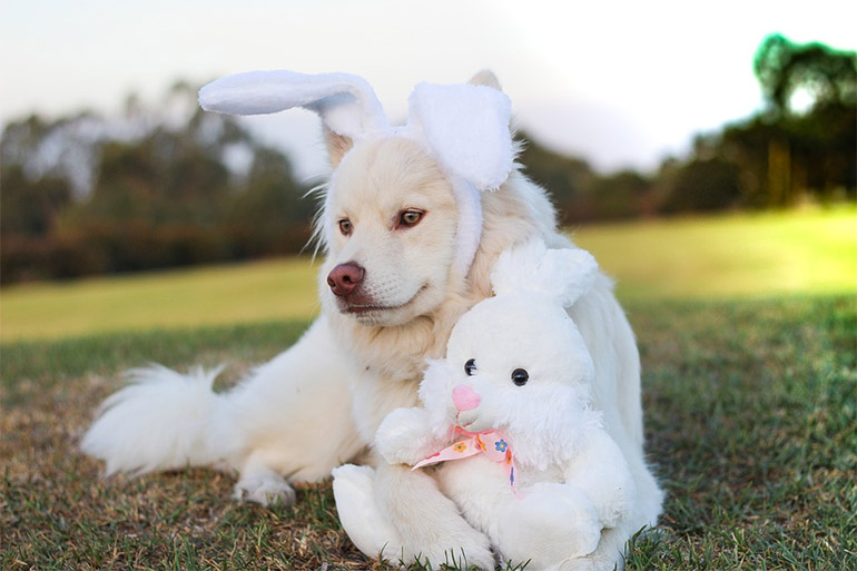 Ces e pscoa podem ser uma combinao ruim para a sade do animal