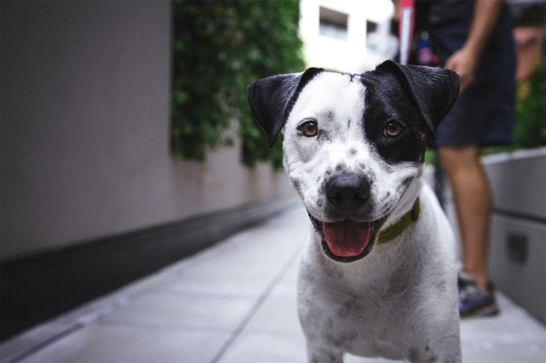 Cachorros, em sua maioria, so animais sociveis