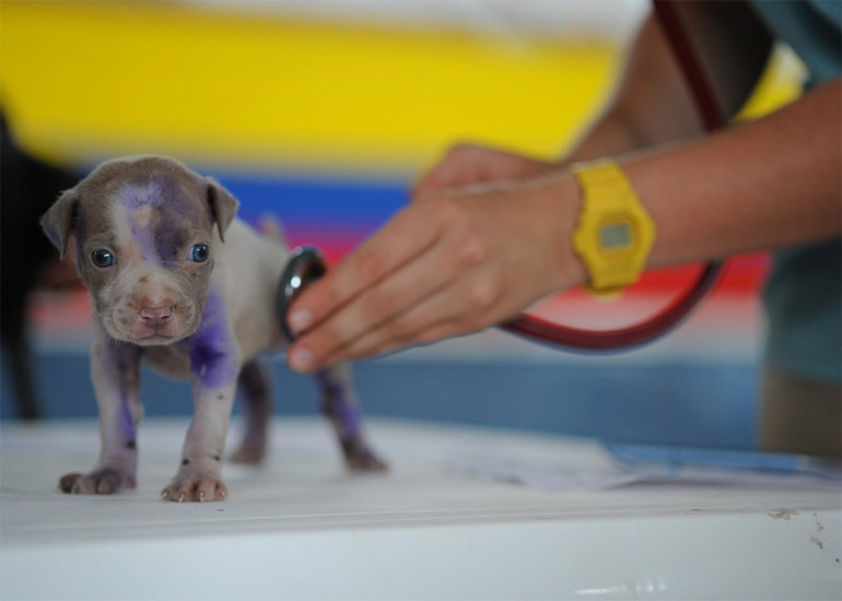 "Trata a gente como cachorro"