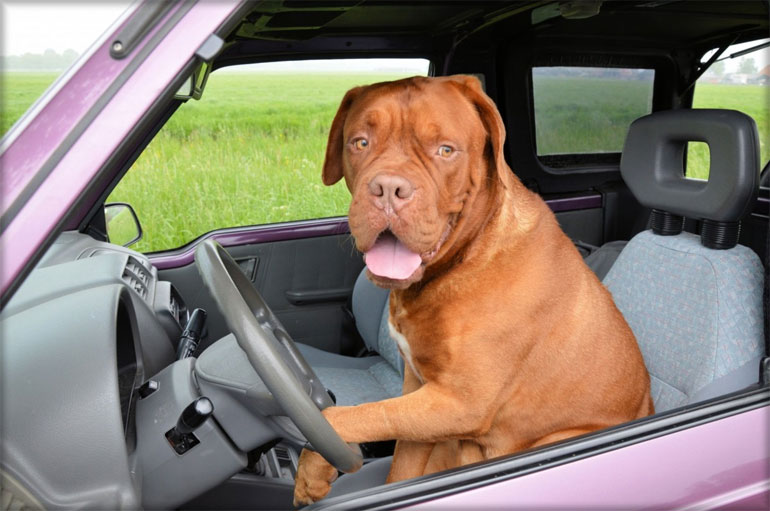 Educador financeiro fez os clculos de quanto custa ter um cachorro