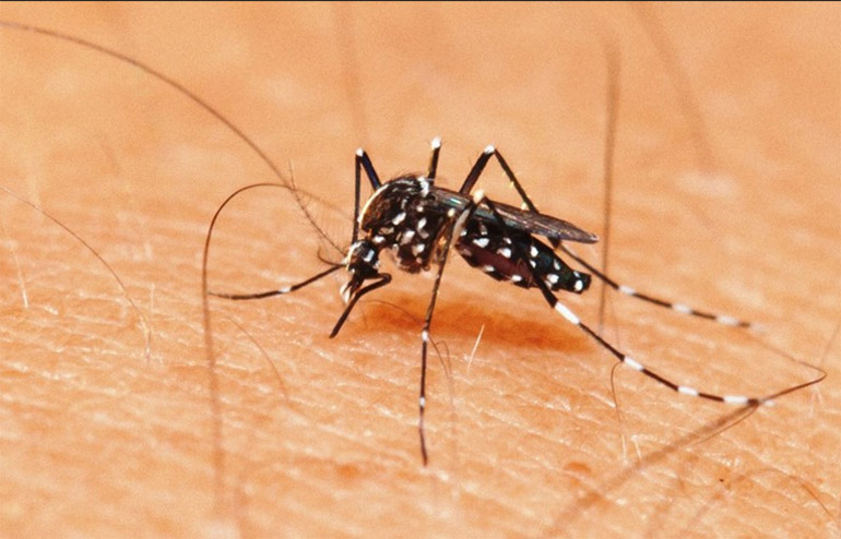 O mosquito transmissor da dengue