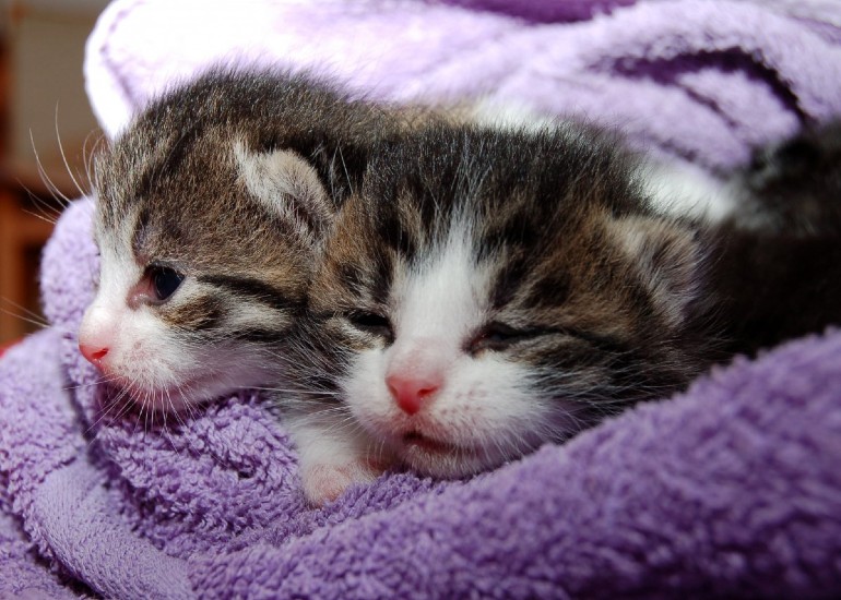 2 gatos enrolados