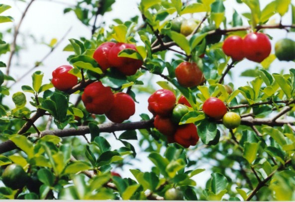 P� de acerola com frutos 