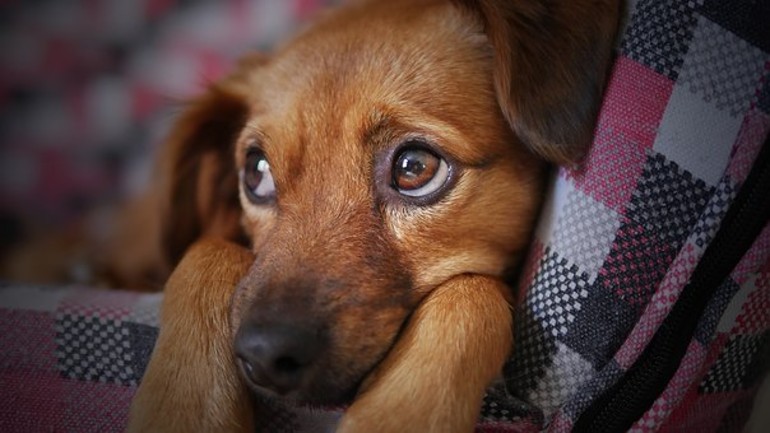 SOS pets