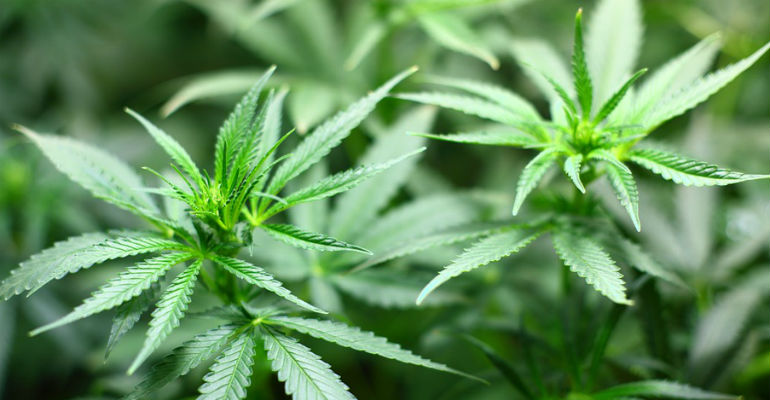 Maconha