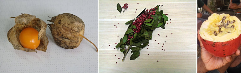 Camapu, aroeira (ou pimenta rosa) e mel�o