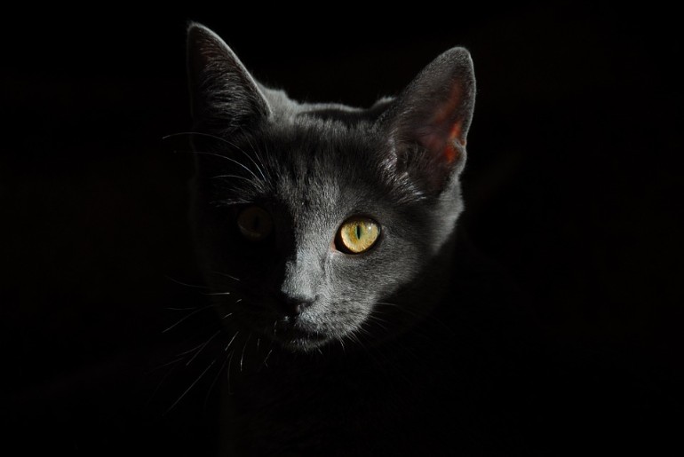 animais
