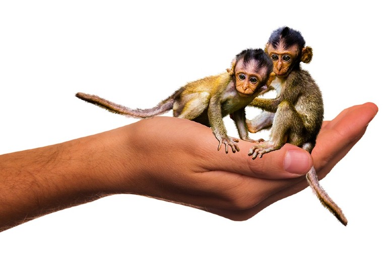 Animais 