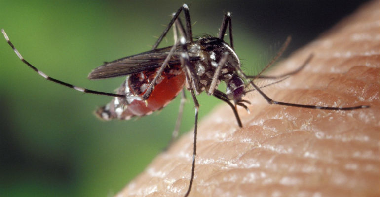 A epidemia de dengue se repete h anos no Brasil