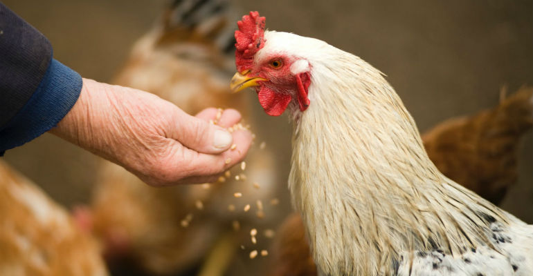 Frango