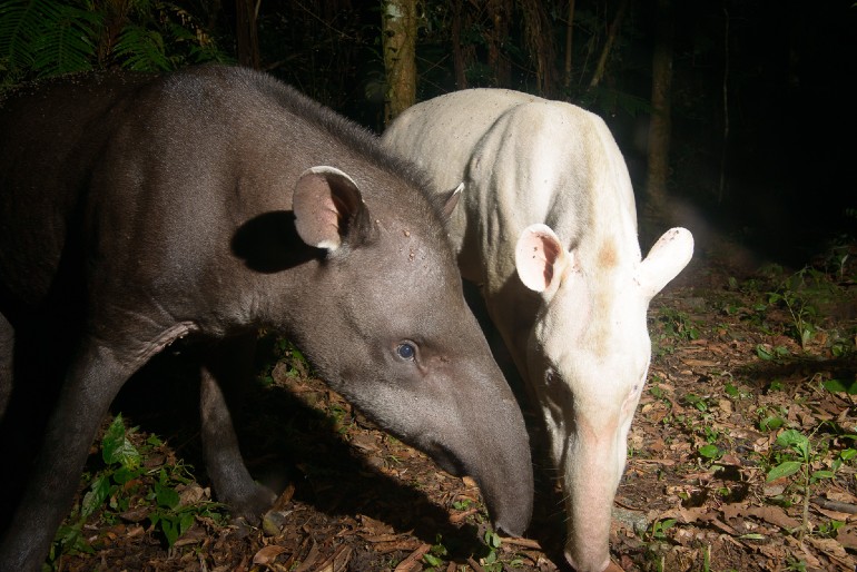 Animais 