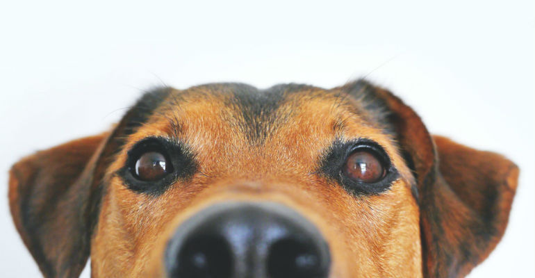 Cachorro