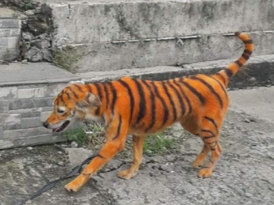 Cachorro com pintura de tigre 