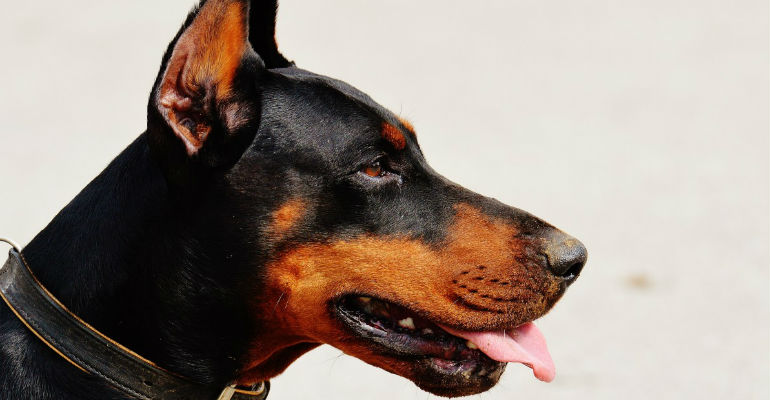 Doberman