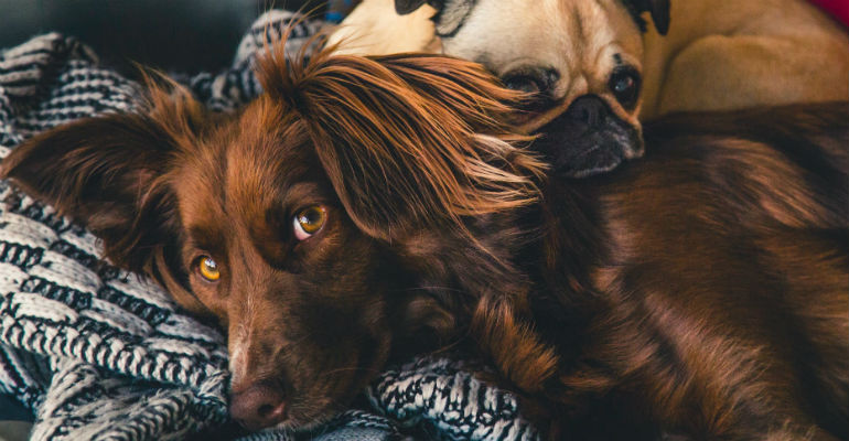 Pets