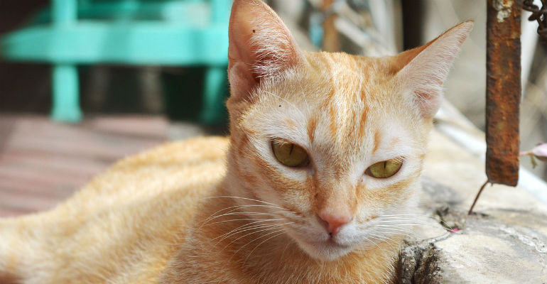 Gato