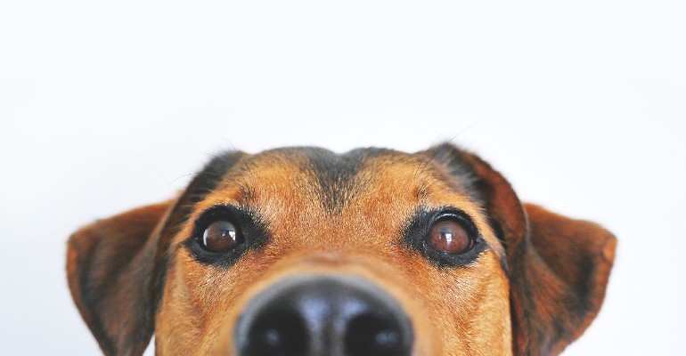 Leve o seu animal  de estimao para passear em horrios oportunos