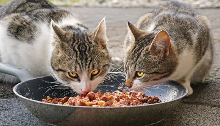 Gatos