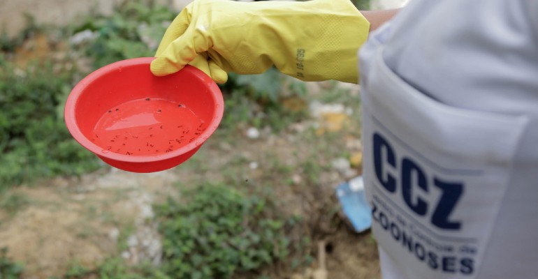 Grnulos com microesclerdios de Metarhizium so eficazes contra Aedes aegypti