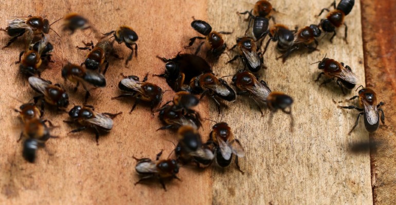 A jandara (Melipona subnitida)  uma das cerca de 400 espcies nativas brasileiras sem ferro j catalogadas