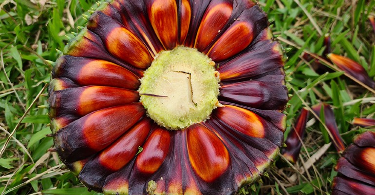 A farinha do pinho  alternativa para uso gastronmico e dietas sem glten