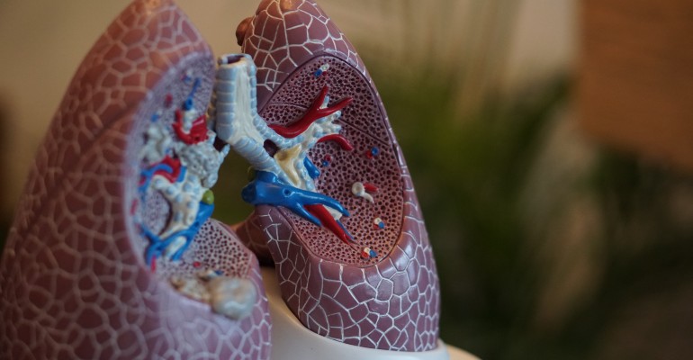 A principal funo do sistema respiratrio  a produo do oxignio que "alimenta" todas as estruturas do corpo