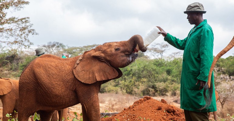  Elefante orfo em santurio David Sheldrick Wildlife Trust no Qunia