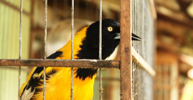 Corrupio (Icterus jamacaii) 