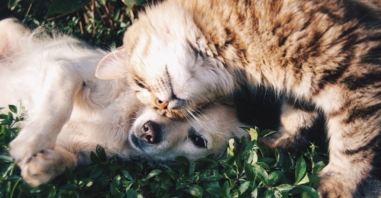 Pets idosos requerem cuidados especiais e medicamentos manipulado