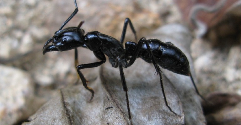 Formiga falsa-tucandeira (Dinoponera quadriceps) 