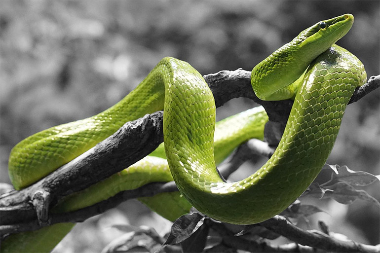 Os genomas das cobras forma comparados com os de vrios rpteis 