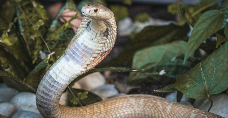 A cobra naja que picou um jovem universitrio de Braslia, em julho, foi levada para o Zoolgico da cidade   
