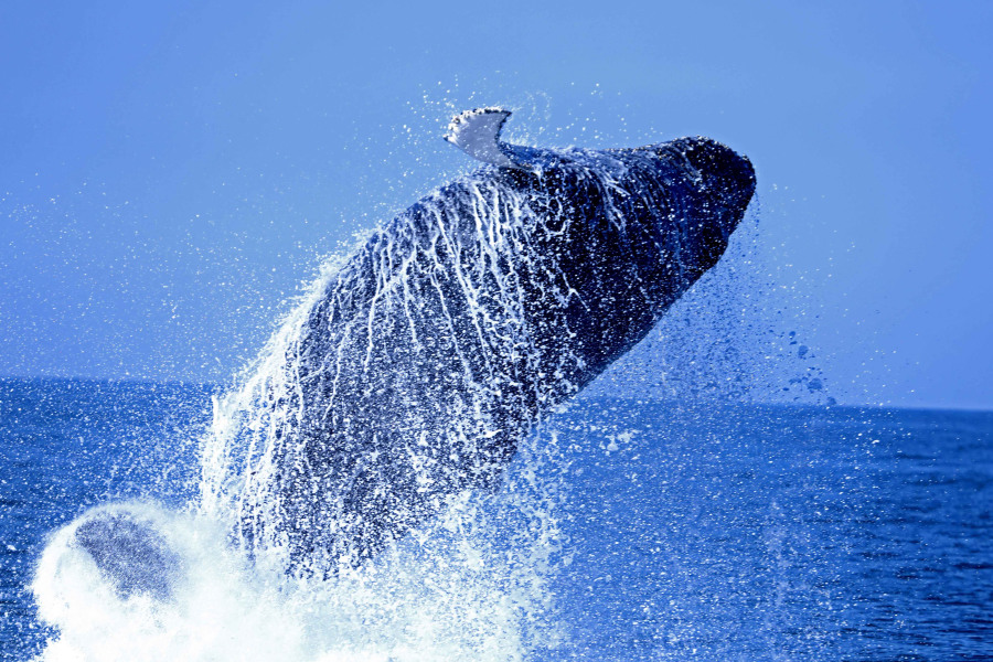 Baleia Jubarte