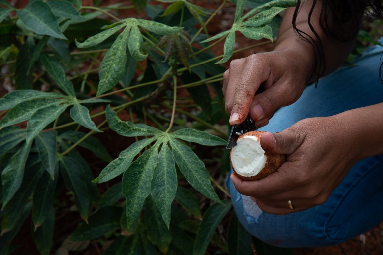 Mandioca do sudoeste baiano