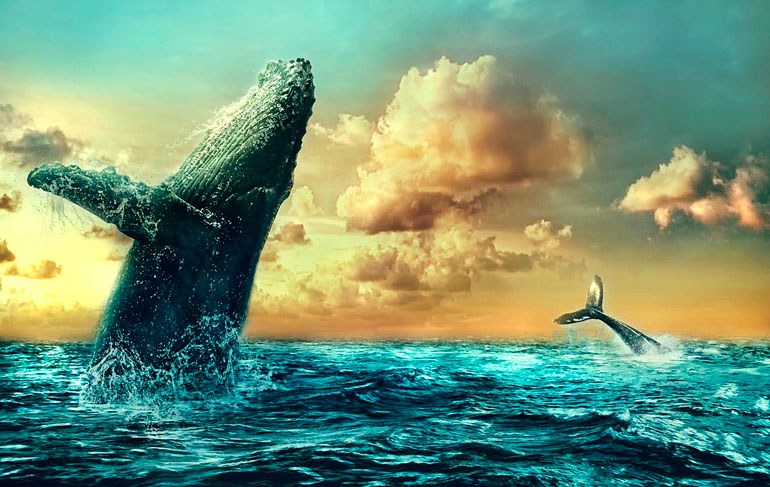 As águas quentes da Bahia voltam a receber um dos maiores espetáculos naturais do Atlântico Sul