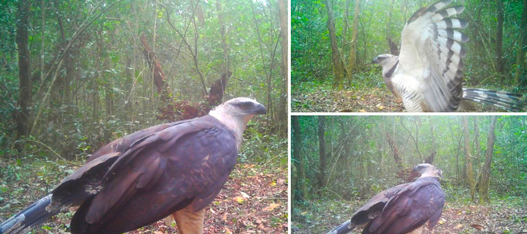 O uiraçu depende de grandes áreas de floresta preservada