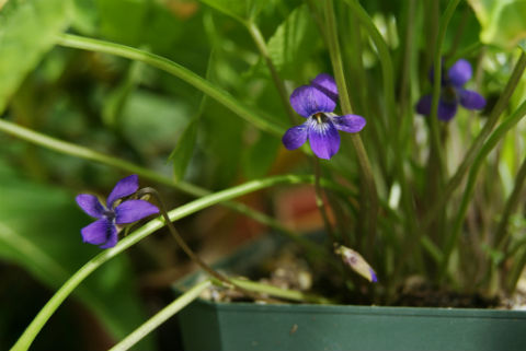 Violeta