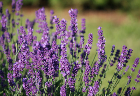 Lavanda