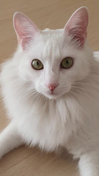 Gato branco